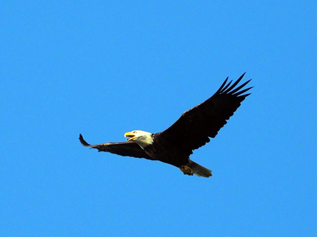 Bald Eagle in Cape May by Simon Thompson